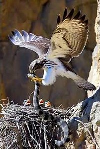 Hawk vs Snake — Unbelievable Cliff Rescue!