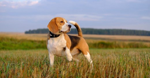 How Old was the Oldest Beagle Ever?