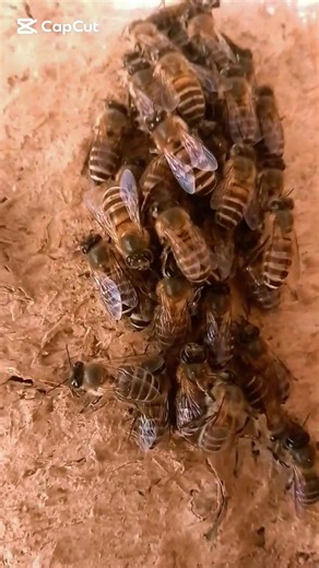 honey bee YouTube channel Ma Sha Allah ..Meri bees bht acha kaam kar Rahe hen...🐝🐝