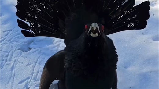 带你认识12种国家一级保护野生动物！