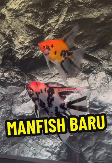 Menambah Ikan Manfish Red Devil untuk Akuarium