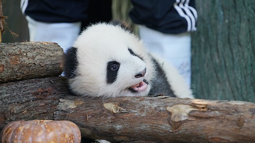 Could you still recognize this super tiny panda who weighed only 40 grams when she was born? It’s unbelievable to see that she has grown into a chubby and healthy panda with the company of the nannies. #PandaTheatre #BestJobInTheWorld | iPanda