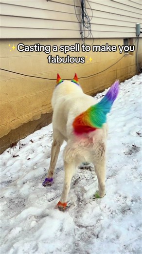 Don’t worry, Shark’s got you 😉💅 #viral #husky #rainbowdog #doglover