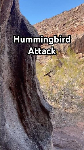 Hummingbird dive bombs hiker #nature #animalattack