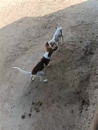 please help me call the police for this dog