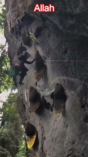 honey bees #birds #funny #lifeisbutadream #duet