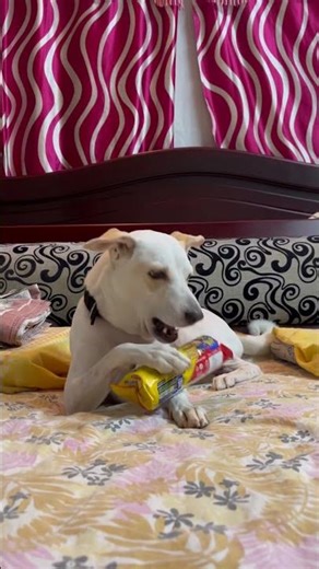 Hachiko trying to open his biscuit pack🤣 #dog #dogshorts #dogs#doglife #doglove #dogvideos