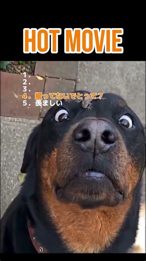 癒し動画#animals #動物 #赤ちゃん #baby #面白い #犬 #dog