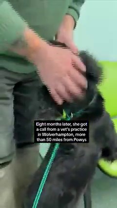 This is the moment a missing dog was reunited with its owner after eight months. Jazz was found 50 miles from home. #dog #lost #vets | Sky News
