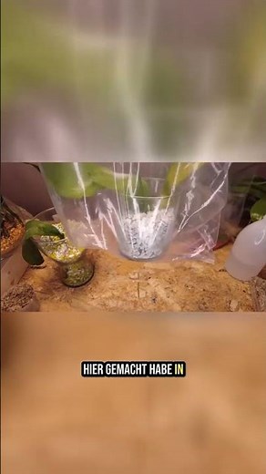 Orchid Bagging Method: This Sun Mistake Will Kill Them