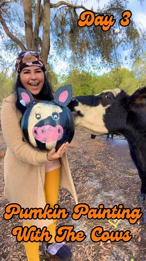 Day 3: Painting Cow Pumpkins With the Cows!🐮🎃PS DID YOU SEE THE KISS I GOT TO SNEAK IN?!🥹🐮💋🥰Every day I’ve been trying to set aside a little bit of my day to spend time doing something fun and creative with the animals, because it makes me happy. Leave me a Comment with some more good ideas for fun activities that I can do with the animals!❤️PSS: if you’re interested in helping support our sanctuary by sponsoring and naming one of these beautiful cows, head to our Patre0n/or send me a mess