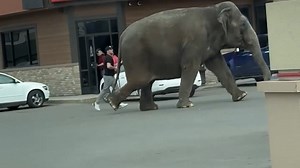 Watch: Circus elephant escapes, goes for a stroll through town