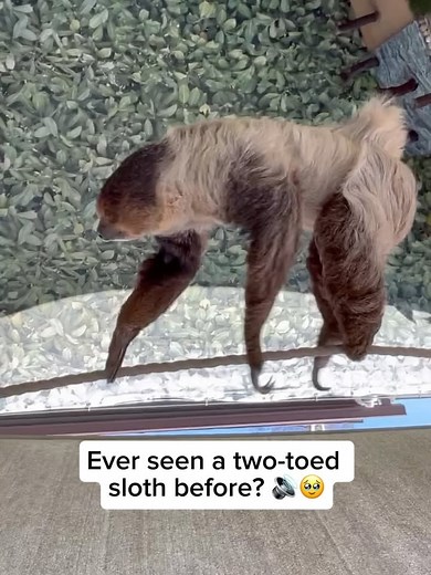 Wildlife Rescuers | Two-toed sloths are slow-moving mammals found in Central and South America. Unlike their three-toed relatives, they have only two claws on... | Instagram