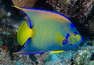 Pterophyllum - Alchetron, The Free Social Encyclopedia