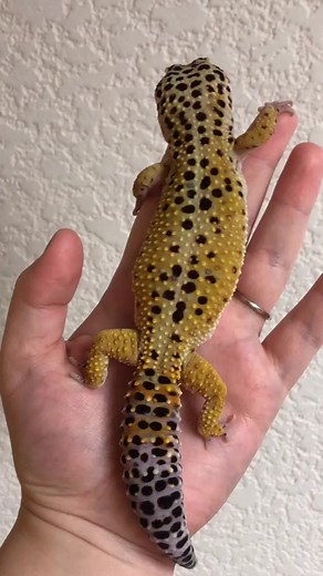 Pet check #beardeddragon #gecko #chameleon #hamster #gunieapigs #petcheck