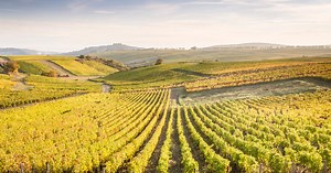 Les vins de la Vallée de la Loire : une variété d’excellence