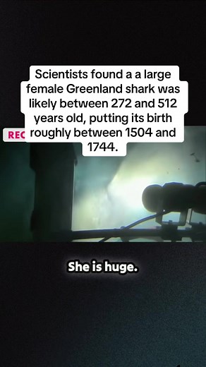 Giant Greenland Shark: Ancient Ocean Dweller