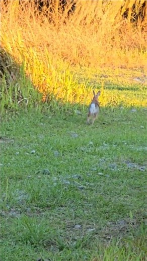 An Eastern Cottontail Rabbit 🐇, So Cute!!!