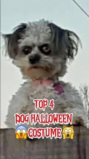 Top 4 Creepiest Dog Halloween Costumes #creepy #dogcostume #americanbully