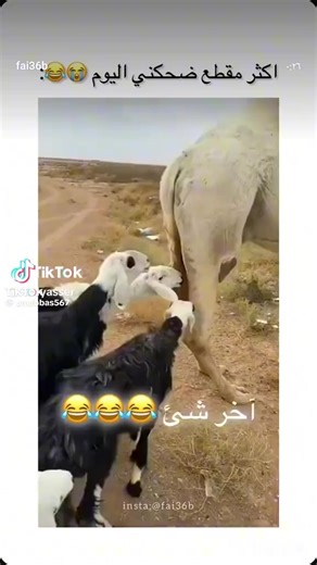 فيديوهات أنشأها Ksos (@1292029022292wwowowkeiir) باستخدام الصوت الأصلي - Ksos