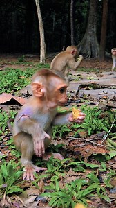 1K views · 11 reactions | Lynx eats banana so yummy and Luna takes cared of her baby well #Kosolbb | Baby Monkeys | Facebook