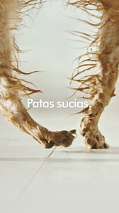 La fregona eléctrica Dyson WashG1™. Lava los suelos duros después de pasar nuestros amigos peludos. | Dyson