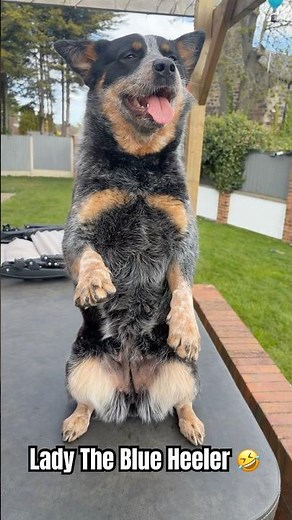 Training My Blue Heeler Lady - Funny Australian Cattle Dog Videos #dog #shorts