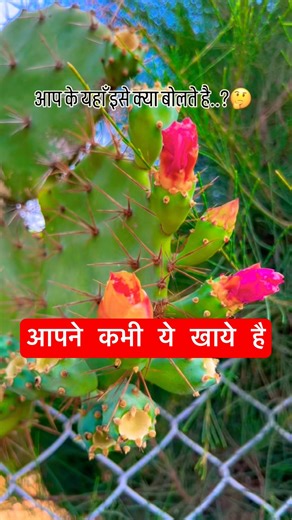 ये चीज़ बहुत healthy होती है खाने में 💯🤷🏻‍♀️👍🏻 #youtubeshorts #nature #healthylifestyle #shorts