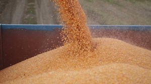 Combine Harvester Unloads Maize Corn Into Trailer