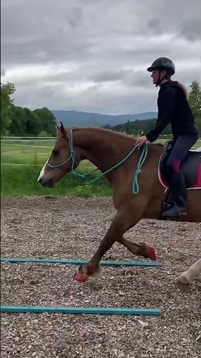 Cours de sauts d’obstacles