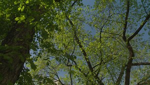 City of Calgary urges vigilance against elm scale infestation