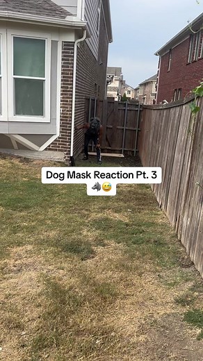 Dog Mask Reactions Part 3 🐶🐺 #chacha #scarymask #scarydog #wolfman #halloween #bitework #biteworktraining #americanbully #dogsoftiktok #takecareofyourdogs #mydogtools @Tf365 @mydogsuck