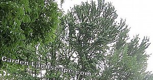 Piante: Albero a tronco di albero, Liquidambar styraciflua Gumball - Guida infermieristica | 2025