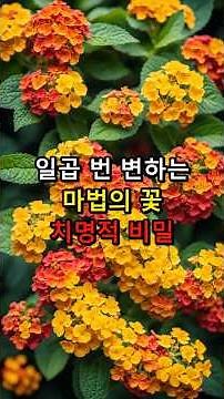 The Deadly Secret of Lantana: The Magic Flower That Changes Color Seven Times