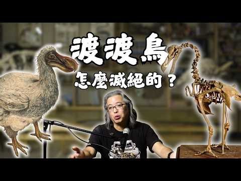 大航海時代的悲劇，渡渡鳥是怎麼消失的？