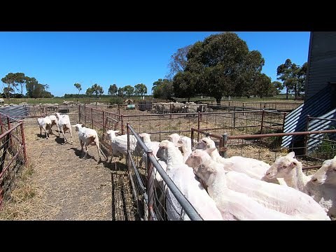 Shearing Its Hot And Hard Work. Sheep Farming In Australia. Dohne-Merino Sheep