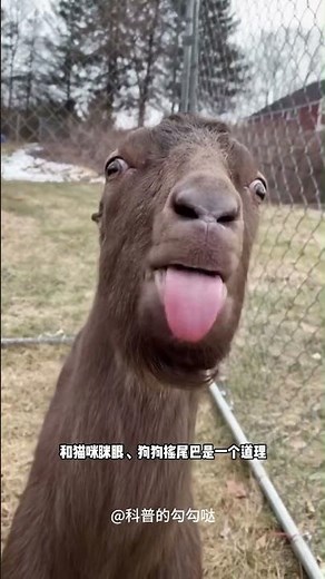 Why do goats stick out their tongues? #AnimalFacts #Goat