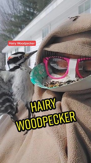 Exciting Bird Feeding Reaction to a Woodpecker!