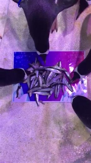 45K views · 500 reactions | We are delighted to reveal that our...