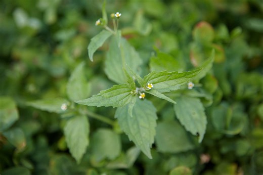 8 weeding mistakes that could be hurting your garden—and what to do instead