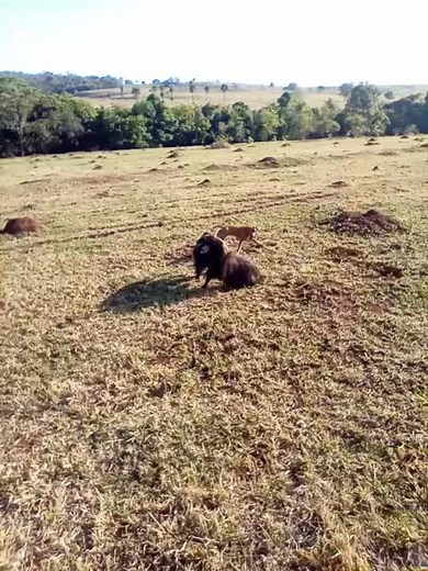 Discover the Fascinating Tapir in Its Natural Habitat