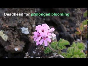 Pelargonium Growing Guide - All You Need to Know to Get Started - by Gardener's HQ