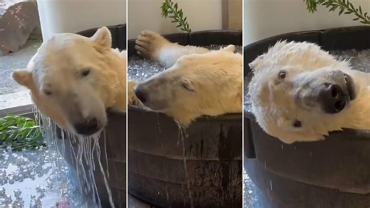 Este oso polar se refresca con un helado baño en el zoológico de Oregon