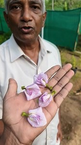 Pink Multi sangu poo flower seeds available whats app.7339226843 for orders ♥♥ | Garden and Craft