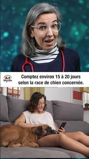 Les chaleurs chez la chienne - EP 1