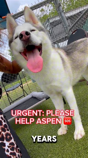 Aspen was an owner surrender and she hasn't been doing well in the shelter 😔 Though she's done well with people, the longer she waits for a home, the more stressed and reactive she becomes in her kennel. Can you help Aspen and relieve from her stress by adopting, fostering, or rescuing? She's on our Urgent List and needs to be saved ASAP! ➡️ Adopt for $7 or foster for FREE. If you foster, food, a crate, and supplies are provided! 📧 Email foster-rescue@pasadenatx.gov to place a foster/rescue ho
