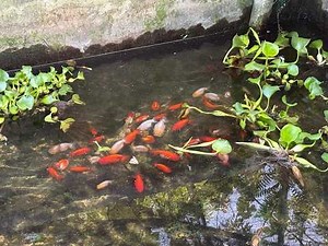 This is how fish are born: an incredible journey from egg to life