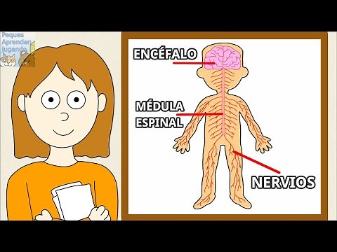 El sistema nervioso para niños Partes del sistema nervioso Peques Aprenden Jugando