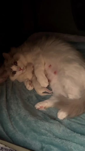 Newborn Ragdoll Kittens with Mother Cat 🐱