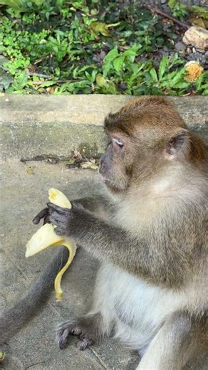 Monkey Eating Banana 🍌 monkey, zoo, monkey at zoo, funny monkey, cute monkey, wildlife, animals